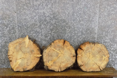 3- Rustic Round Cut Knotty Pine Live Edge Tree Slices 6644-6646